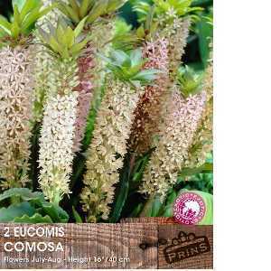 Eucomis Bulbs Comosa 2 Per Pack