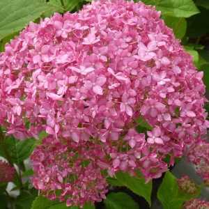 Hydrangea Arborescens Ruby Annabelle