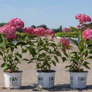 Hydrangea Arborescens Ruby Annabelle