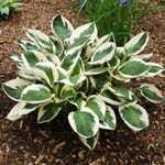 Hosta Patriot (Plantain Lily)