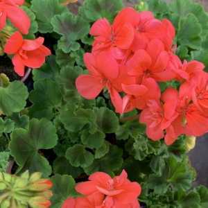 Geranium Potted Orange/Salmon (Summer Bedding) 10.5cm Pot