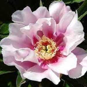 Peony (Paeonia) ITOH Intersectional Ballarena De Saval