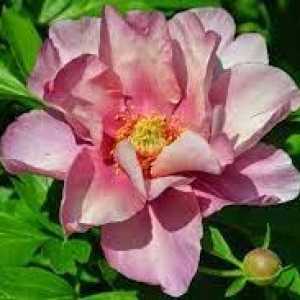 Peony (Paeonia) ITOH Intersectional Pink Double Dandy