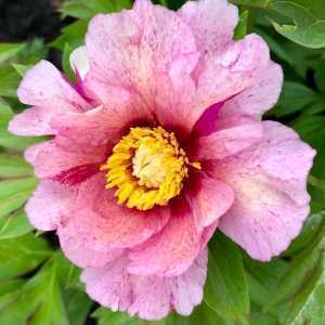 Peony (Paeonia) ITOH Intersectional Sonoma Blessing