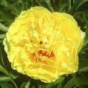 Peony (Paeonia) ITOH Intersectional Sonoma Yedo