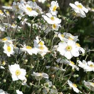 Anemone Hybrida Honorine Jobert - White Japanese Anemone