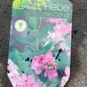 Hebe Wiri Cloud