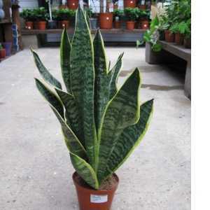 Sansevieria Trifasciata The Mother In Laws Tongue (Snake Plant)