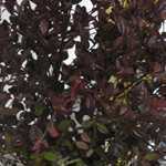 Lophomyrtus Ralphii Purpurea (Purple)