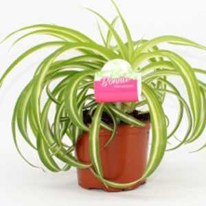 Chlorophytum comosum Bonnie Spider Plant