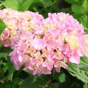 Hydrangea Macrophylla Endless Summer The Original Pink