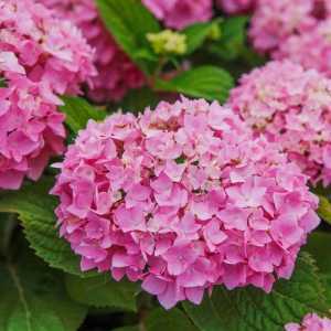 Hydrangea Macrophylla Endless Summer The Original Pink