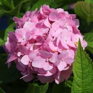 Hydrangea Macrophylla Endless Summer The Original Pink