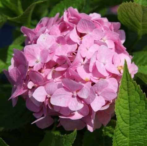 Hydrangea Macrophylla Endless Summer The Original Pink