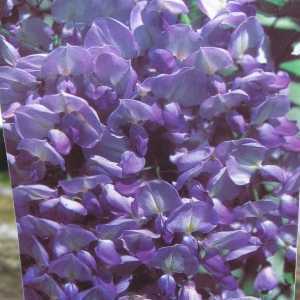 Wisteria Sinensis Prematura