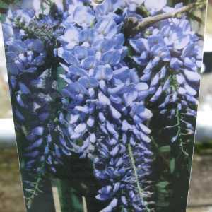 Wisteria Sinensis Prolific (Chinese Wisteria)