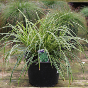 Carex Morrowii Ice Dance (Sedge)