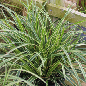 Carex Morrowii Ice Dance (Sedge)