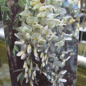 Wisteria Sinensis Alba