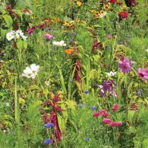 RHS Flowers For Birds Seed Collection