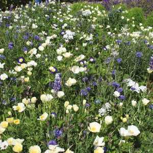 RHS Flowers for Wildlife Cool Mix Seed Collection