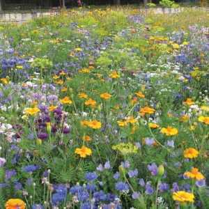 RHS Flowers For Insects Seed Collection