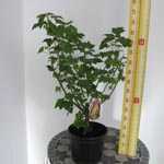 Blackcurrant Bush/Ribes Nigrum (Ben Connan) 4Ltr Pot