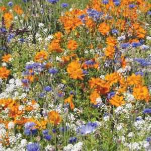 RHS Flowers For Bees Seed Collection