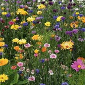 RHS Flowers for Wildlife Bright Mix Seed Collection