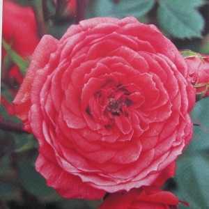 Birthday Wishes (Poulshrimp) 1/2 Standard Rose
