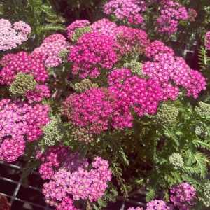 Achillea Milly Rock Rose