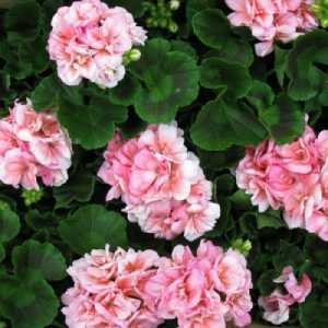 Geranium Potted Light Salmon (Summer Bedding) 10.5cm Pot