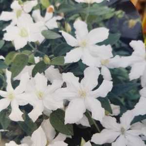 Clematis 'White Arabella'