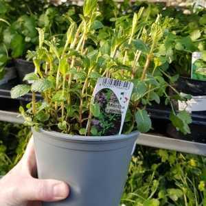 Mint (Garden Mint Mentha x Piperata)