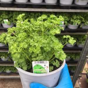 Parsley (Petroselinum Crispum)