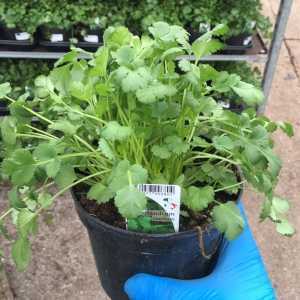 Coriander Savitum