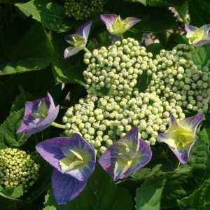 Hydrangea Macrophylla Blaumeise Teller Blue