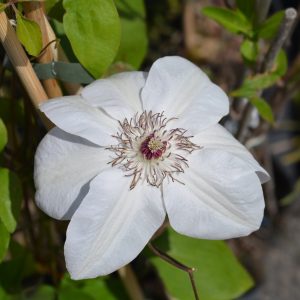 Clematis  Miss Bateman