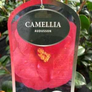 Camellia Adolphe Audusson