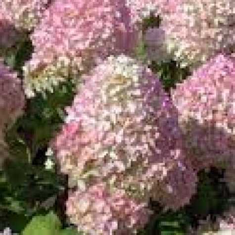 Hydrangea Paniculata Magical Candle