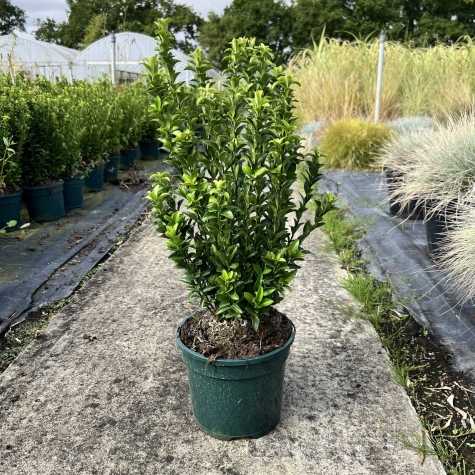 Euonymus Japonicus Green Spire - Green Rocket