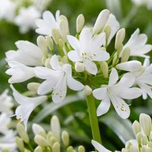 Agapanthus Ever White