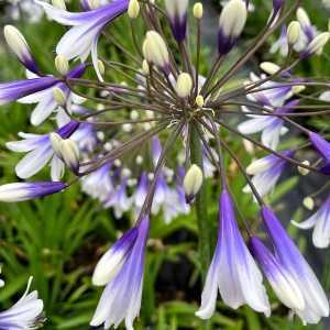 Agapanthus Fireworks