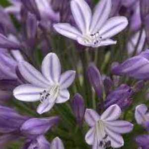 Agapanthus Megan's Mauve