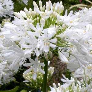 Agapanthus Snow Crystal (Africal Lily)