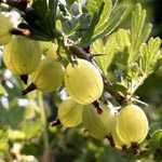 Gooseberry General 3 Litre Pot