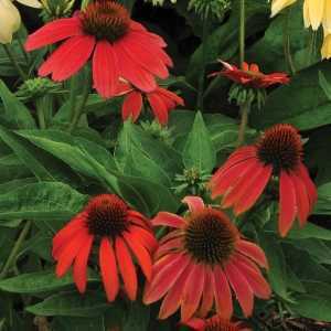 Echinacea Cheyenne Spirit