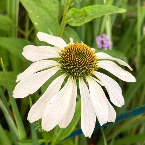 Echinacea Purpurea White Swan