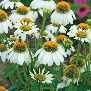 Echinacea Purpurea White Swan