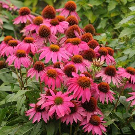 Echinacea Purpurea PowWow Wild Berry